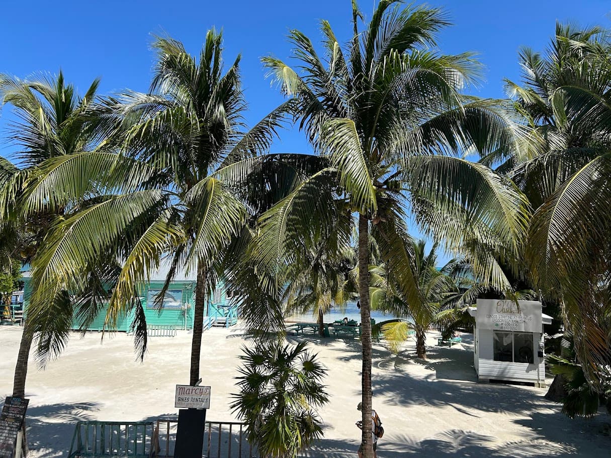 A picturesque tropical beach scene featuring numerous palm trees swaying over a sandy shore and clear turquoise waters under a bright blue sky.